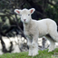 pleasantlygeneralsheep-blog