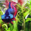 ablogforbettas: my snail made a boat out of a leaf and I’m very impressed. 