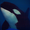orca-onyx tumblr