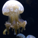 jellyfishbrobro avatar