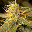 the-original-pothead-0323