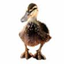 jabberduck