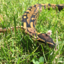 snakes-schlangen-serpientes-blog avatar