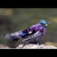 luckytiger32
