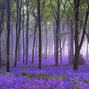 Out of the Bluebells