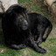 lion-noir