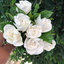 rosesxgardenias