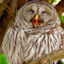 thetitteringowl-blog