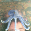 mysterysquid