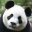 panda141821
