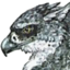 stormdancer