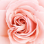 saff20n-blog