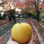 myloveapple