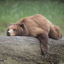 thisbearishornyonmain