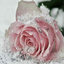 peace-love9880