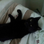 domesticartemis