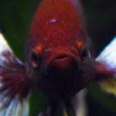 gattsuboo: internal-screeches:   gattsuboo:   thesadlittleman:  gattsuboo:  my life expectancy increases when i see happy, healthy betta fish.  OP living til 100 now  i’ve never felt more ALIVE   Sorry, OP, you can’t die    The sight of this handsome