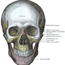 anatomicaletymology avatar