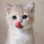 peachmerkitty-blog