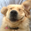 dawg-w-a-blog