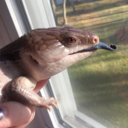 geckogalaxy:  She is literally the cutest and no one can tell me otherwise. This