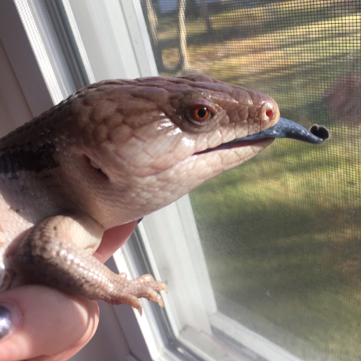 Porn geckogalaxy:  She is literally the cutest photos