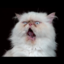 fortheluvofcats
