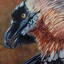 vulture-spine