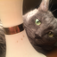 russianbluecat13