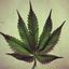 moan-weed