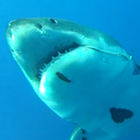 sharkhugger:  sirensandsharks:  This is a really cool video that was shot down in Bimini by some of the old lab staff. Props to CJ for filming this and to Jill for having her trusty pole spear with her!  I always makes me giggle when all you need to move