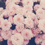 rose-patel