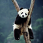 ungratefulpanda-blog