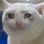 nonsensebot