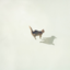 drowninganimals
