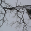 hoodedsnake-blog
