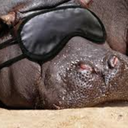 hippos-the-dark-side avatar