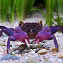 zodiac-crab avatar