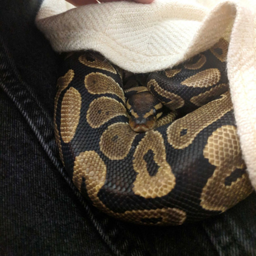 Sex keffytheballpython:  hungruboye:   keffytheballpython: pictures