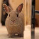 pycbunnies:  Take time to smell the flowers.