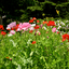 coquelicot9