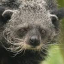 mulchbinturong100: mulchbinturong100:   mulchbinturong100:  Bethany Binturong Girl