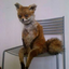 foxintimeout