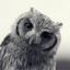 willyowl