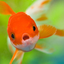 fishsupportgroup-blog