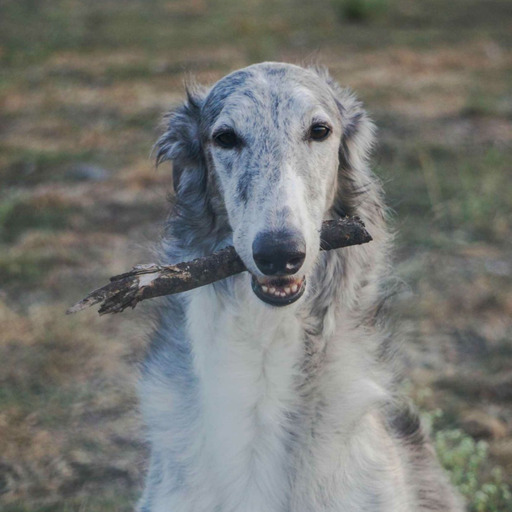 sataraborzoi:  Ok, I know I have been straying from my borzoi photos…but… I think this might be worth it.  I got in some orphaned baby skunks tonight. They are stomping at me. It makes me blissful.  