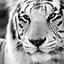 juste-mon-esprit-blog