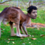 i-like-kangaroos