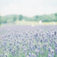 study-lavender