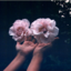 jai-une-fleur